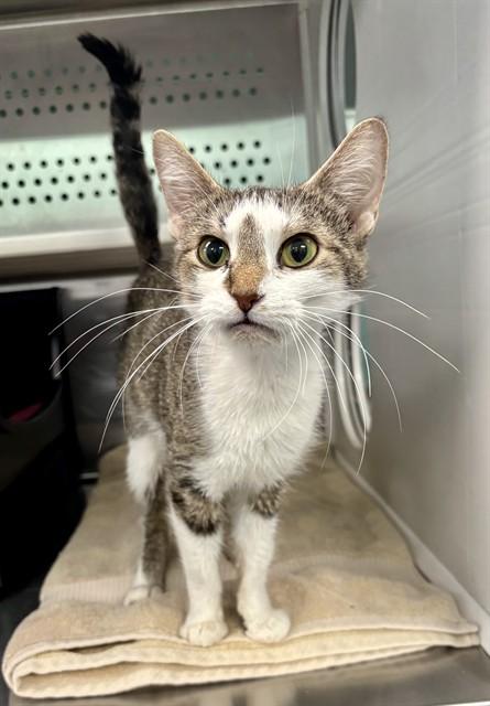 Enlarge ABBY, a Adoptable Domestic Short Hair in Kalamazoo, MI image 1/1