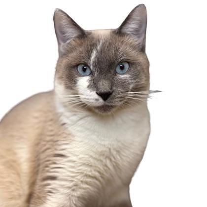 Enlarge Tilley, a Adoptable mixed breed in Reno, NV image 1/1