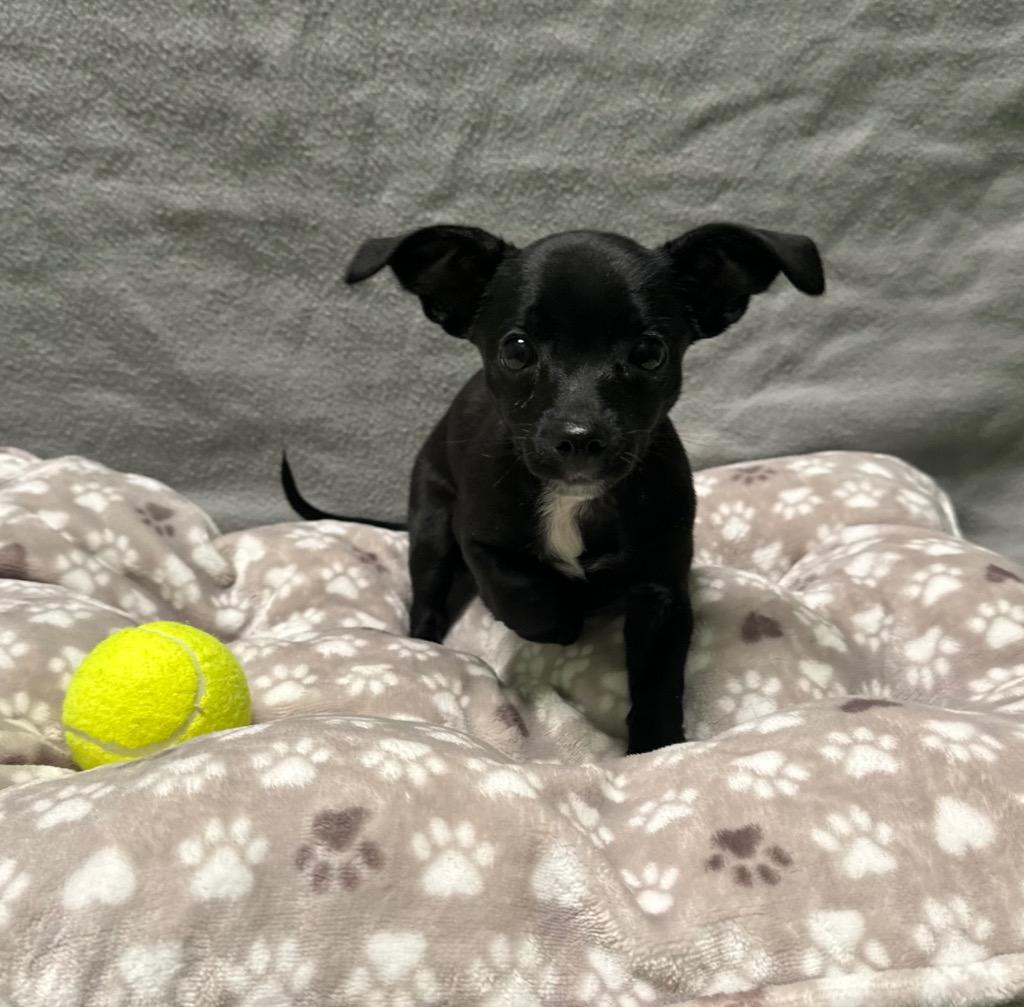 Gumbo, a Adoptable Chihuahua in Logan, UT image 1/3