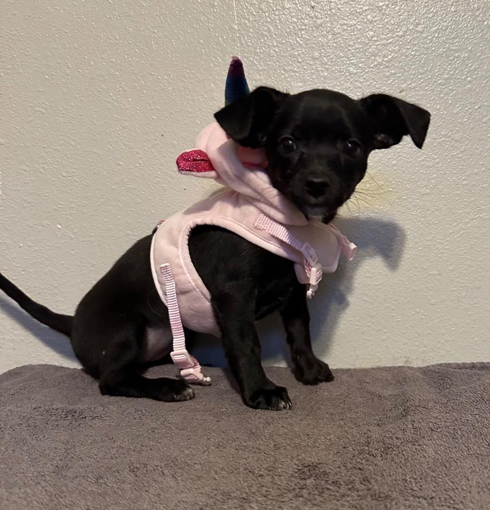 Gumbo, a Adoptable Chihuahua in Logan, UT image 2/3