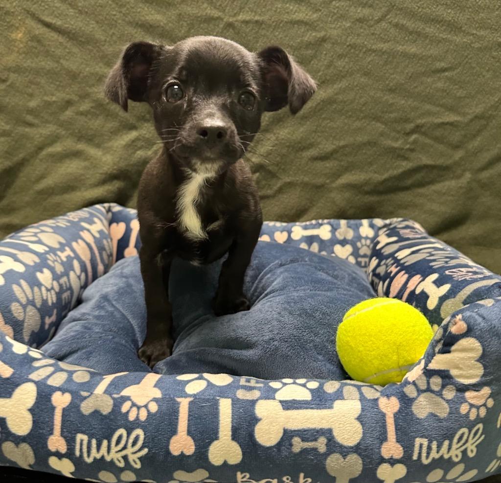 Gumbo, a Adoptable Chihuahua in Logan, UT image 3/3