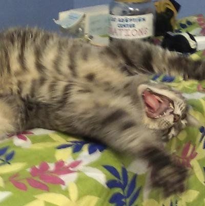 Auri, a Adoptable Tabby in Toms River, NJ image 2/3