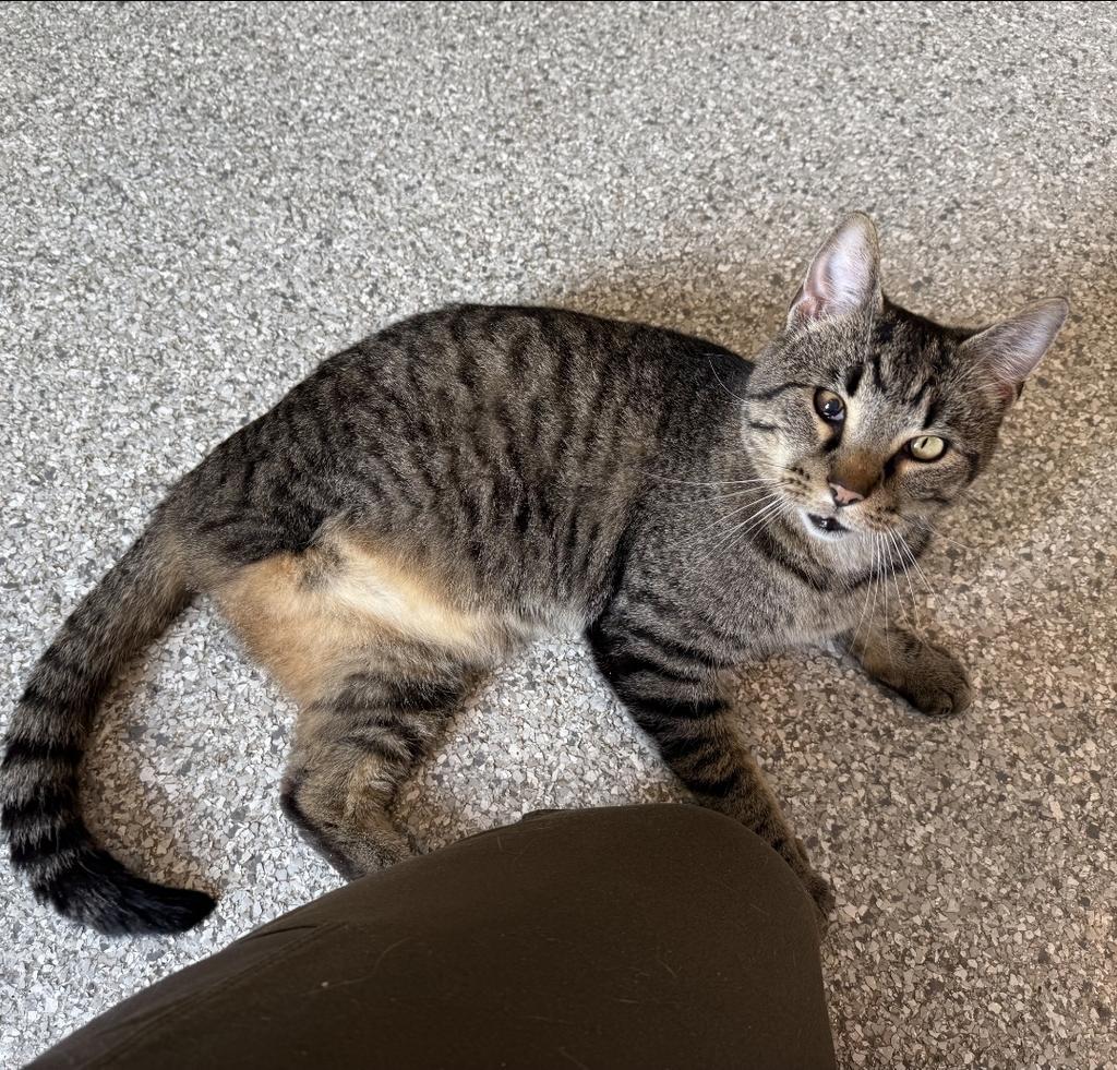Enlarge Bartholemeow, a Adoptable mixed breed in Athens, OH image 1/1