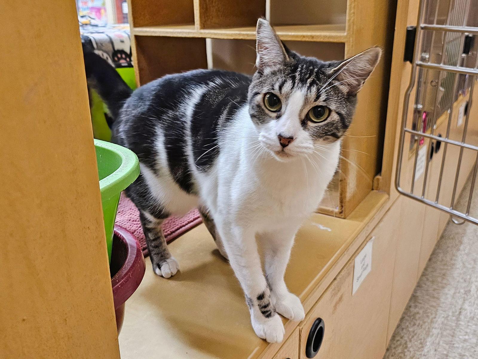 Garmin, Adoptable, Young Female Domestic Short Hair.