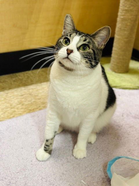 Garmin, Adoptable, Young Female Domestic Short Hair.