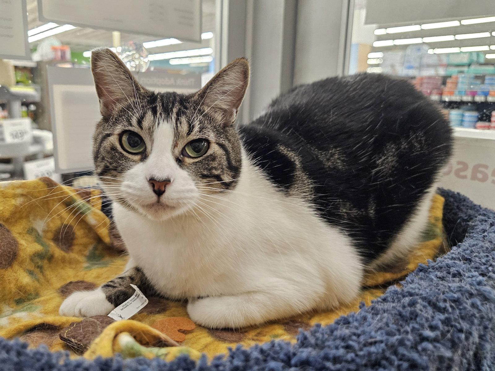 Enlarge Garmin, a Adoptable Domestic Short Hair in Mission Viejo, CA image 2/3