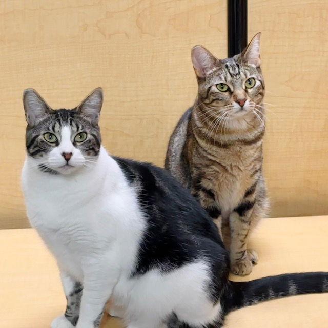 Enlarge Garmin, a Adoptable Domestic Short Hair in Mission Viejo, CA image 3/4