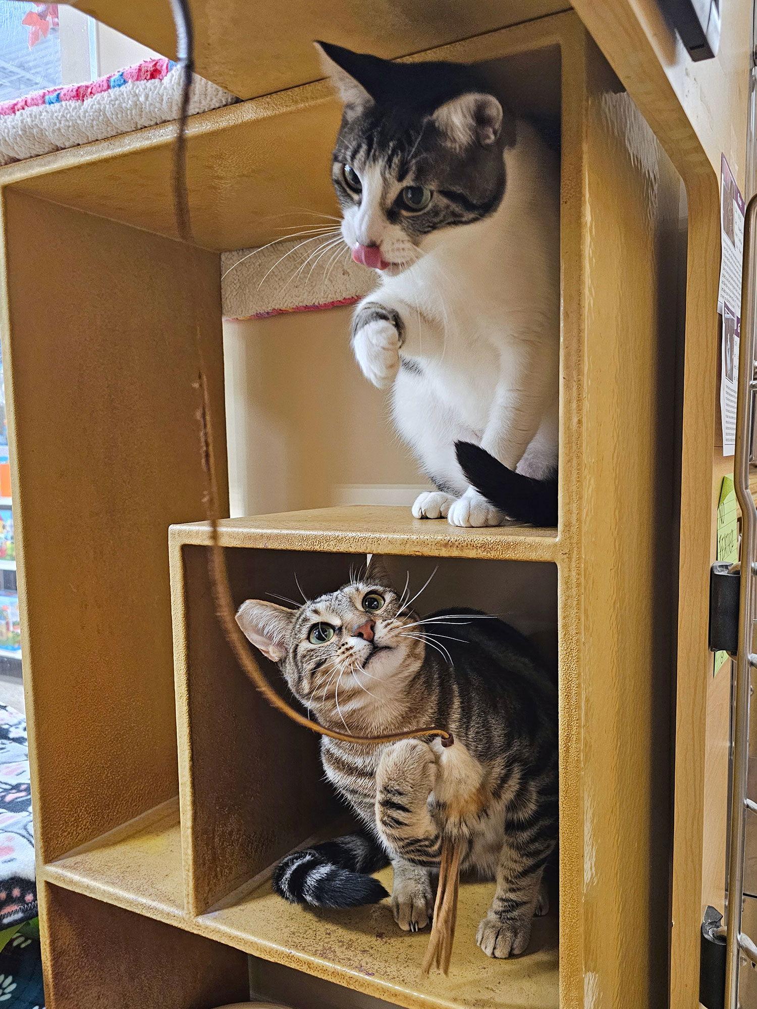 Enlarge Garmin, a Adoptable Domestic Short Hair in Mission Viejo, CA image 3/3