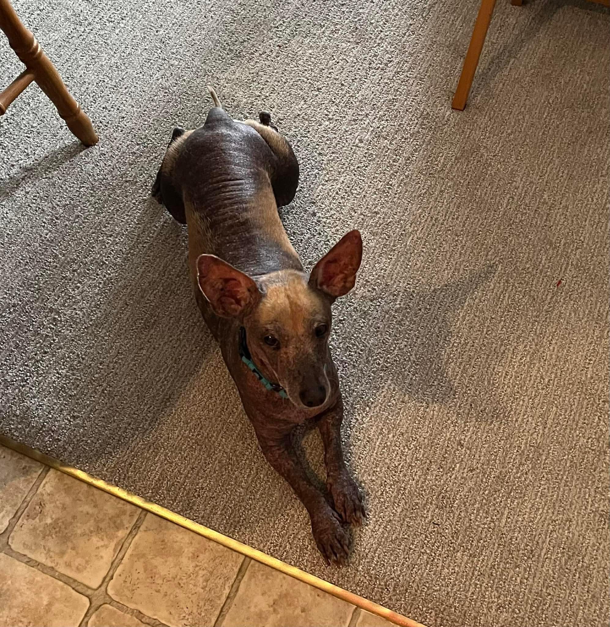 Miller, a ADOPTABLE mixed breed in Green Bay, WI image 3/4