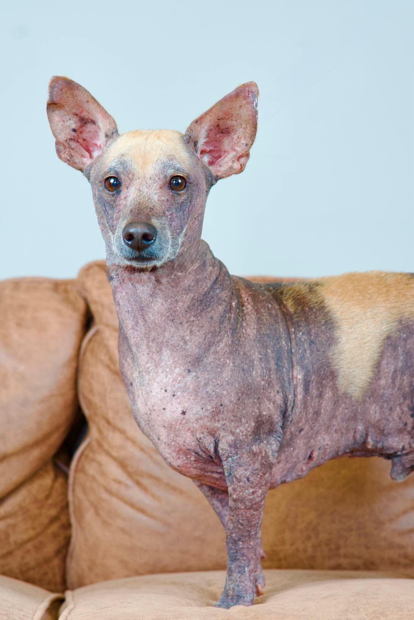 Miller, a ADOPTABLE mixed breed in Green Bay, WI image 4/4