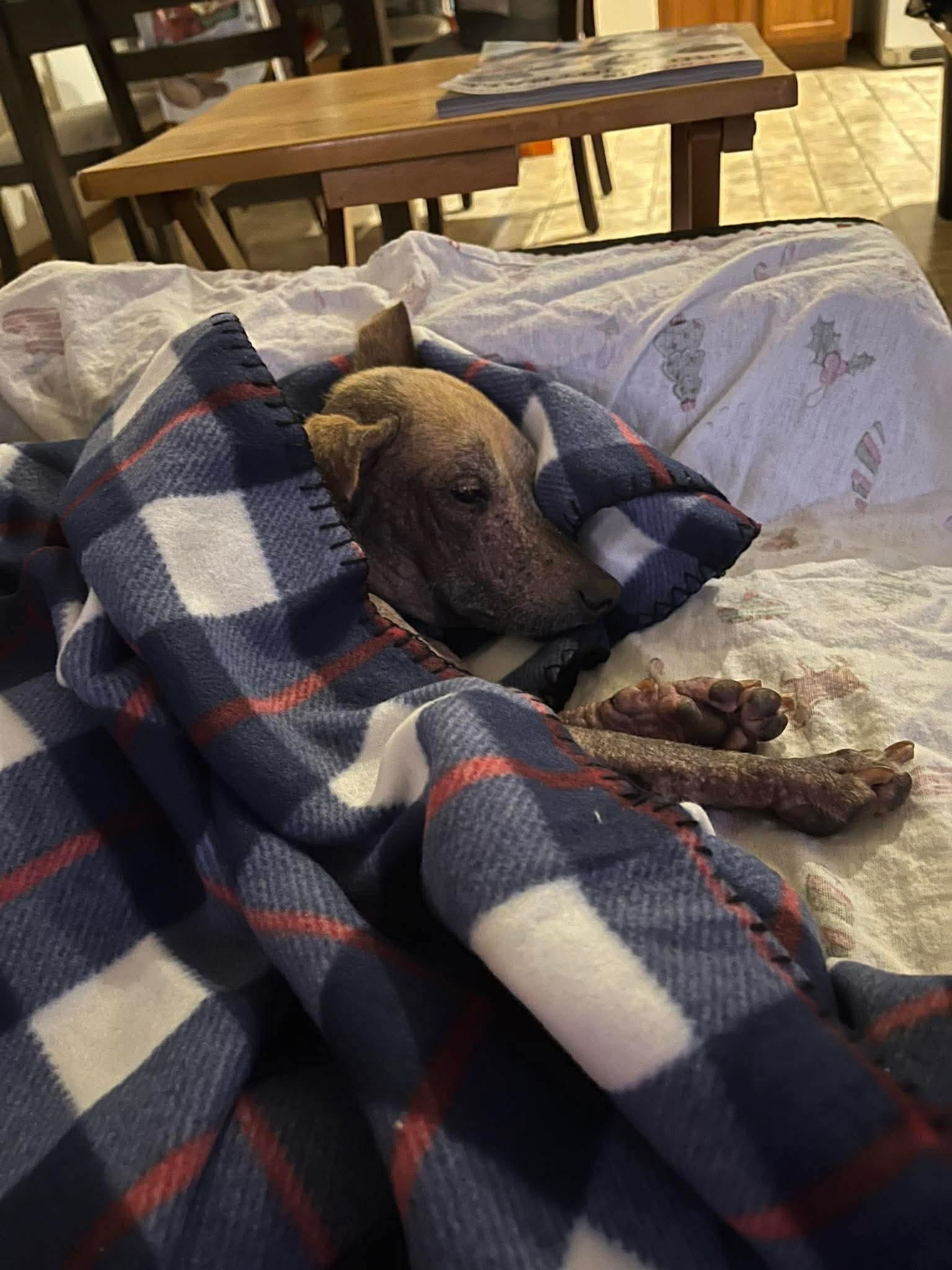 Miller, a ADOPTABLE mixed breed in Green Bay, WI image 2/4