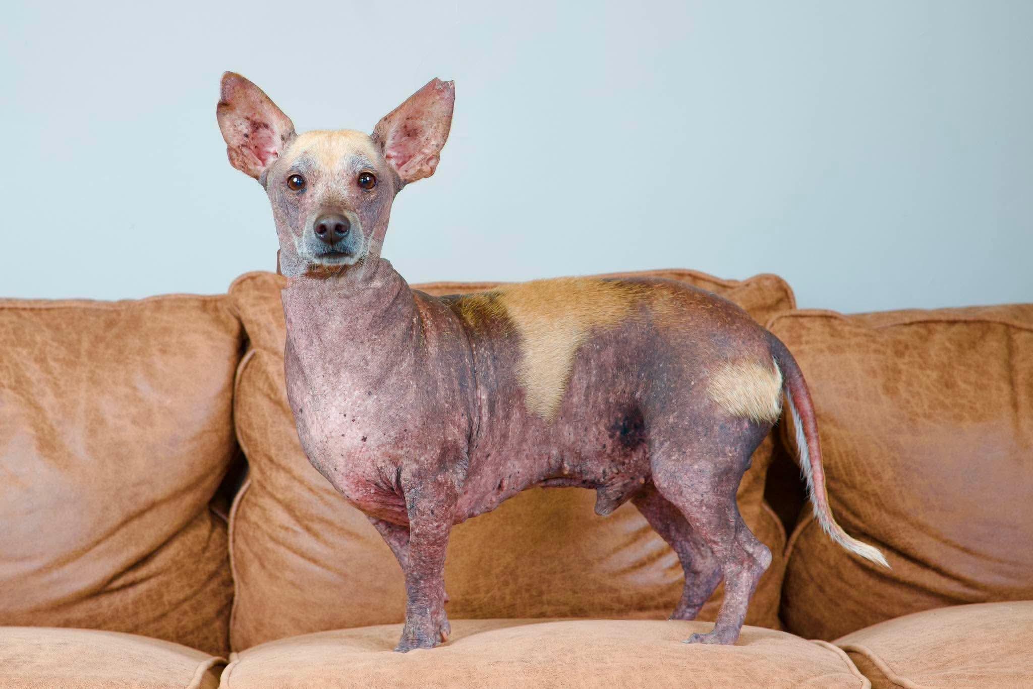 Miller, ADOPTABLE, Adult Male Chihuahua & Dachshund.