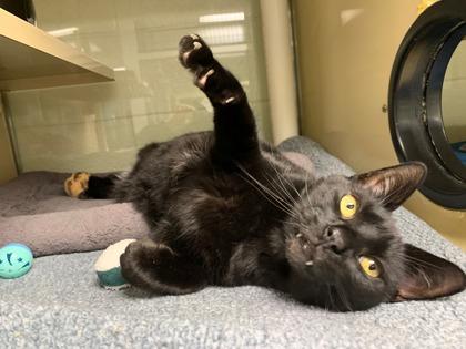 Allen, a Adoptable Domestic Short Hair in Virginia Beach, VA image 2/2