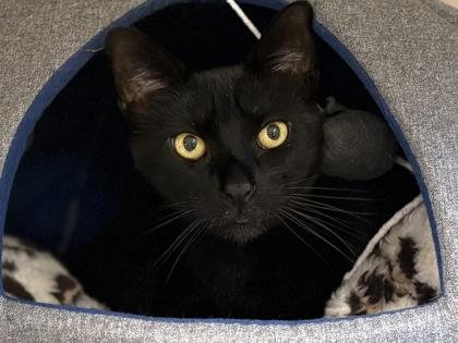 Enlarge Allen, a Adoptable Domestic Short Hair in Virginia Beach, VA image 1/1