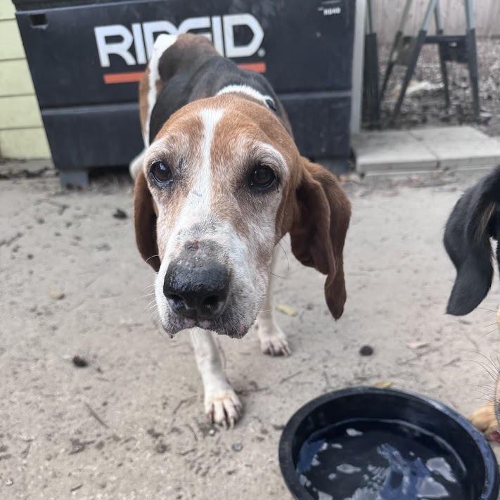 Rita, Adoptable, Senior Female Hound.