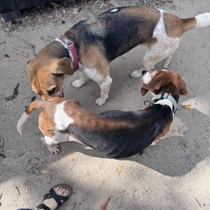 Enlarge Rita, a Adoptable Hound in North Charleston, SC image 2/6