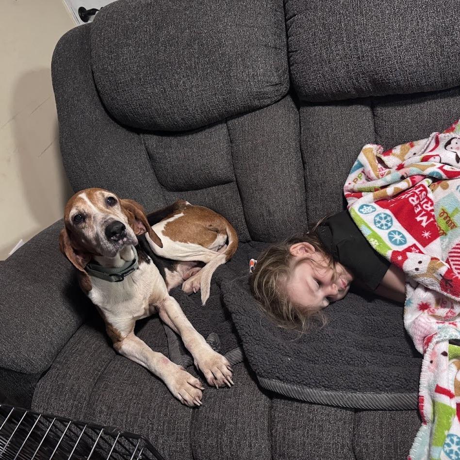 Enlarge Rita, a Adoptable Hound in North Charleston, SC image 3/6