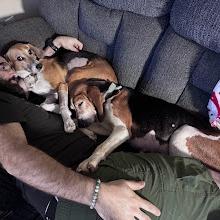 Enlarge Rita, a Adoptable Hound in North Charleston, SC image 4/6