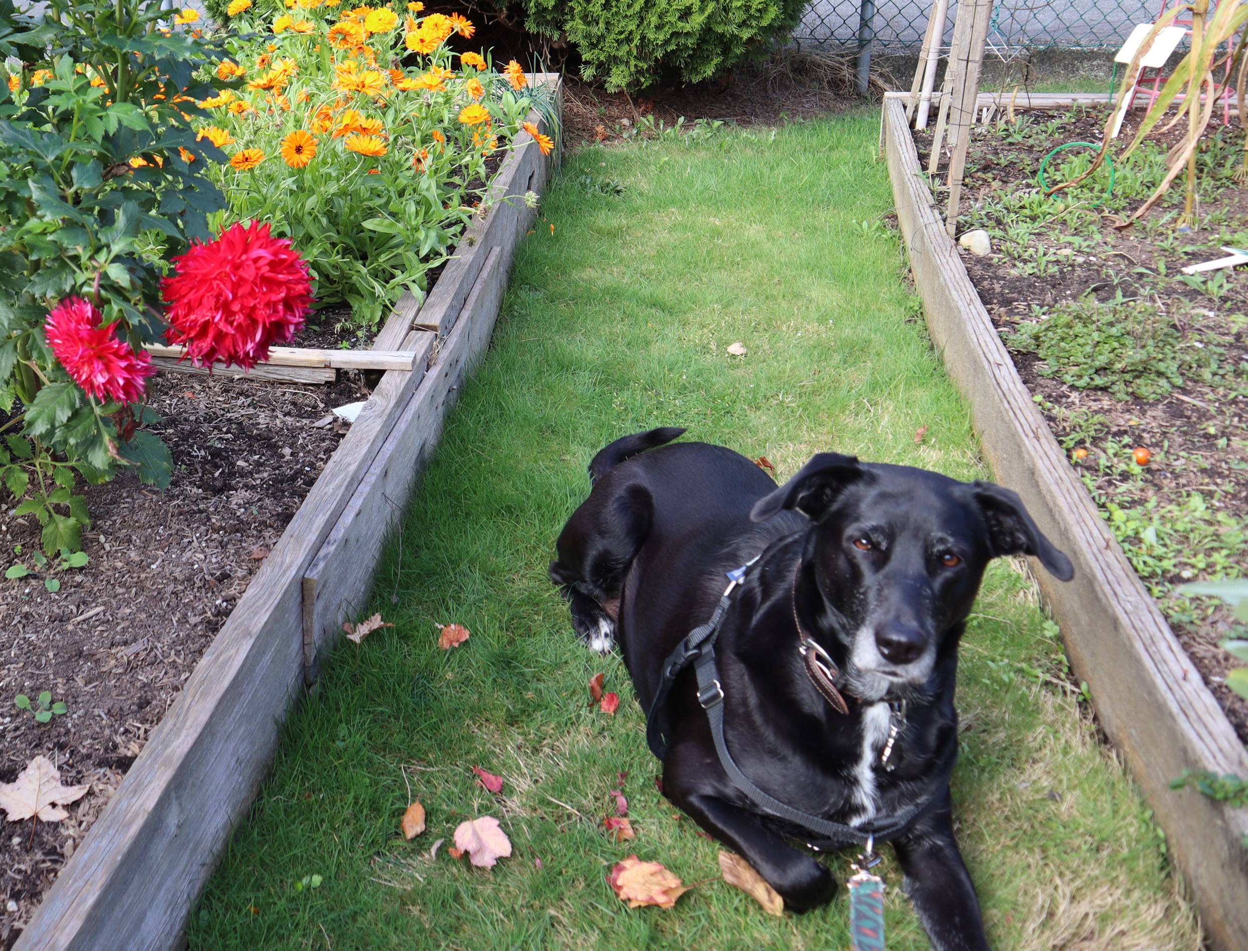 Enlarge Freya, a Adoptable mixed breed in MAPLE RIDGE, BC image 5/6