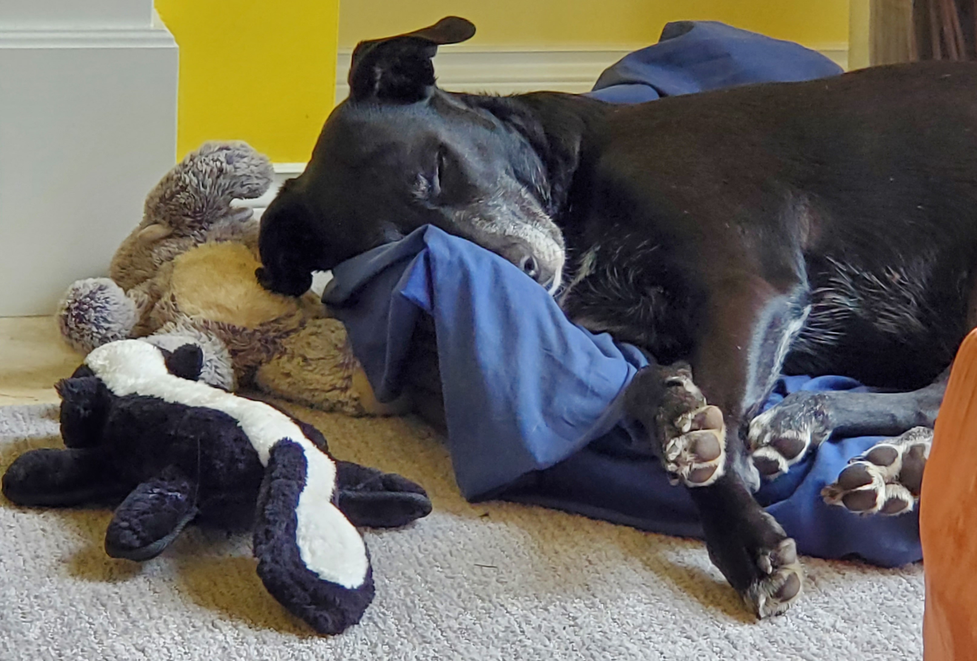 Enlarge Freya, a Adoptable mixed breed in MAPLE RIDGE, BC image 3/6