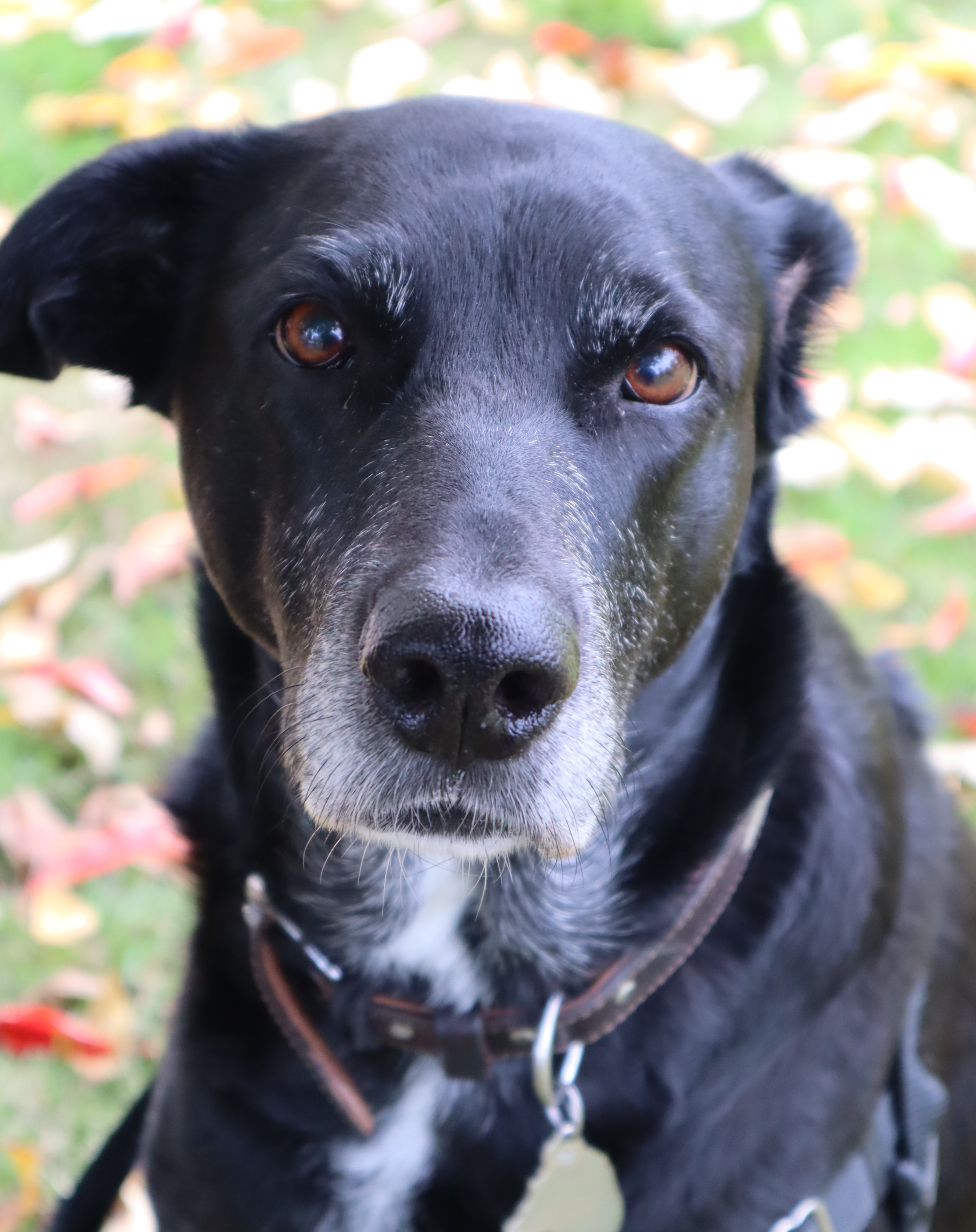 Freya, Adoptable, Adult Female Black Labrador Retriever.