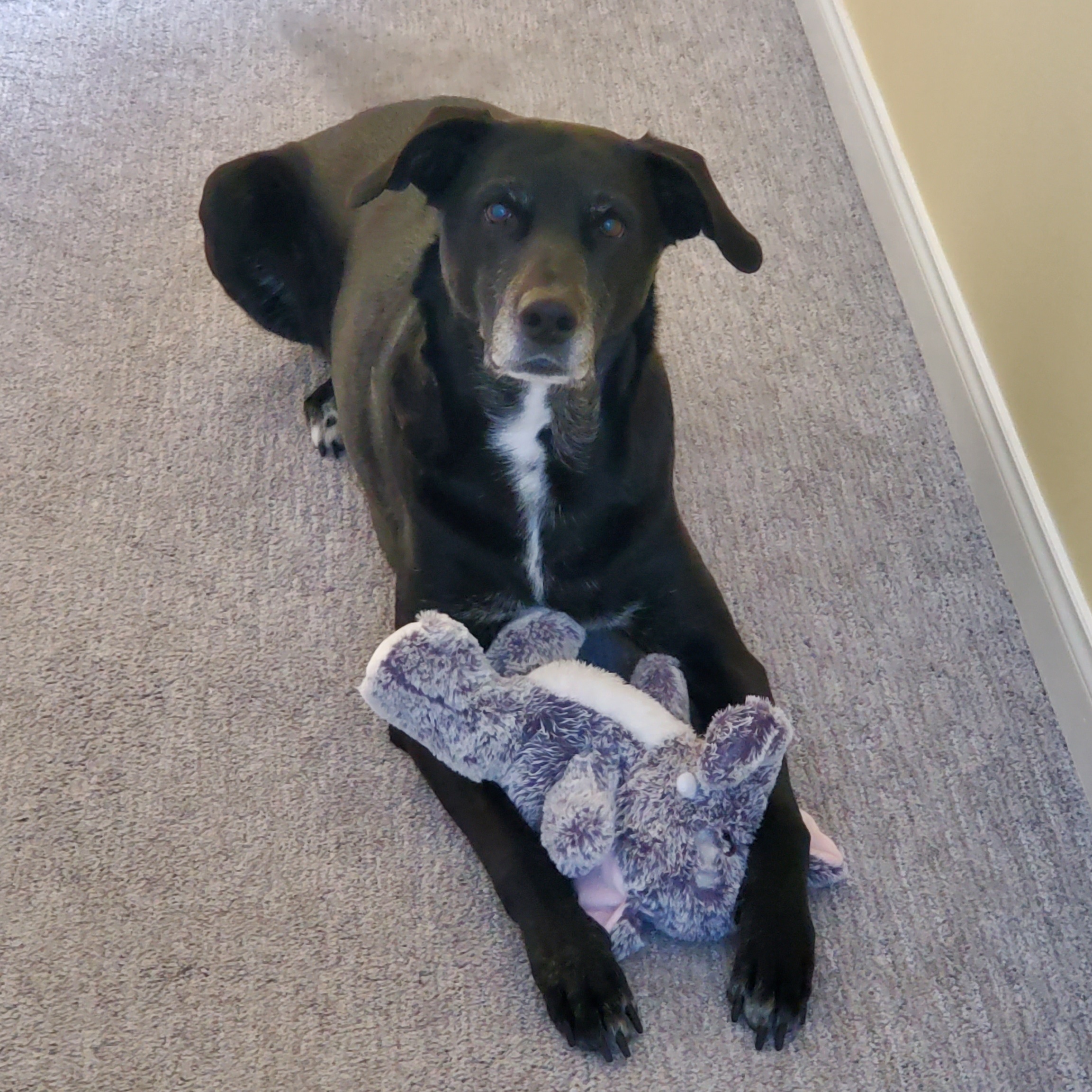 Enlarge Freya, a Adoptable mixed breed in MAPLE RIDGE, BC image 6/6