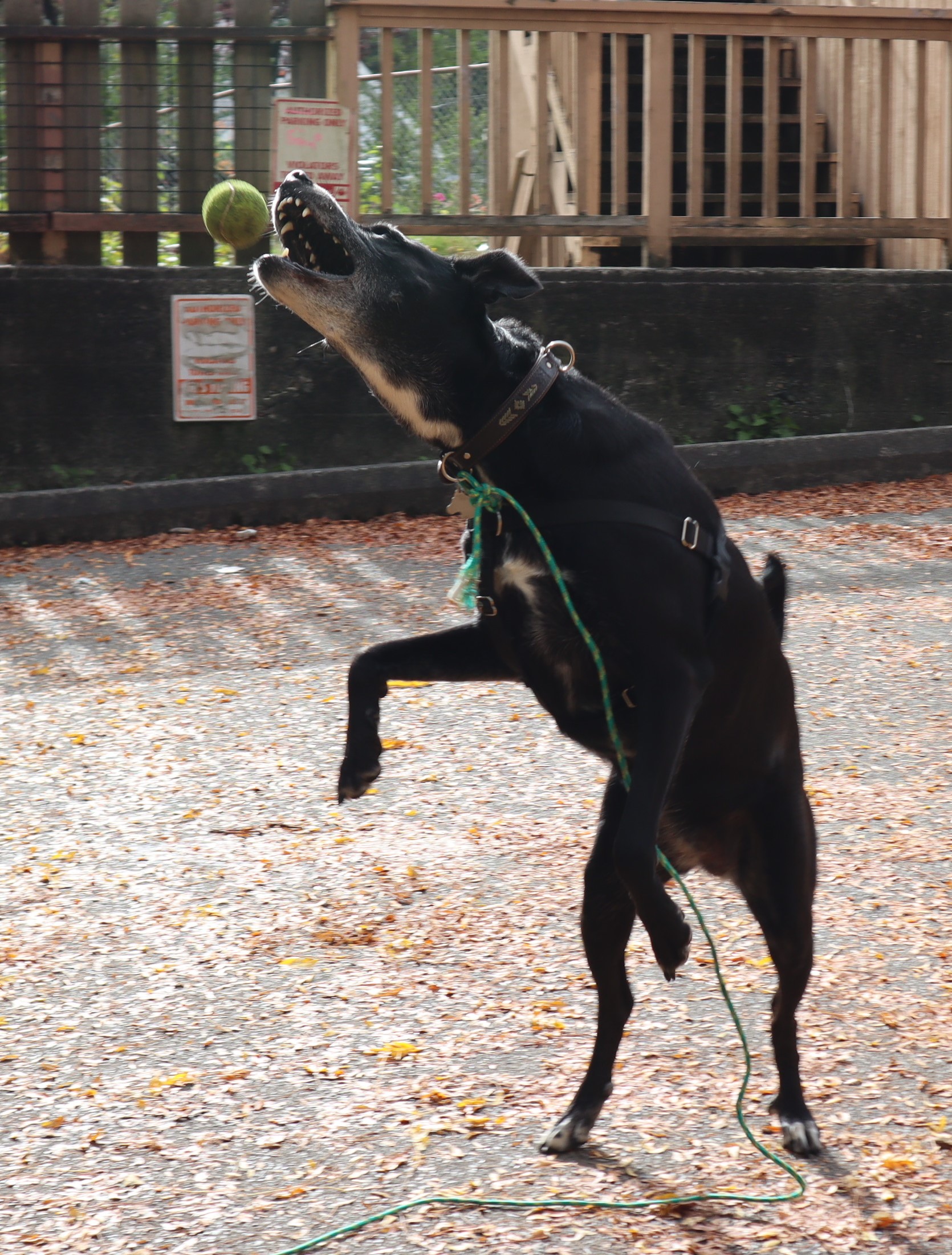 Enlarge Freya, a Adoptable mixed breed in MAPLE RIDGE, BC image 4/6