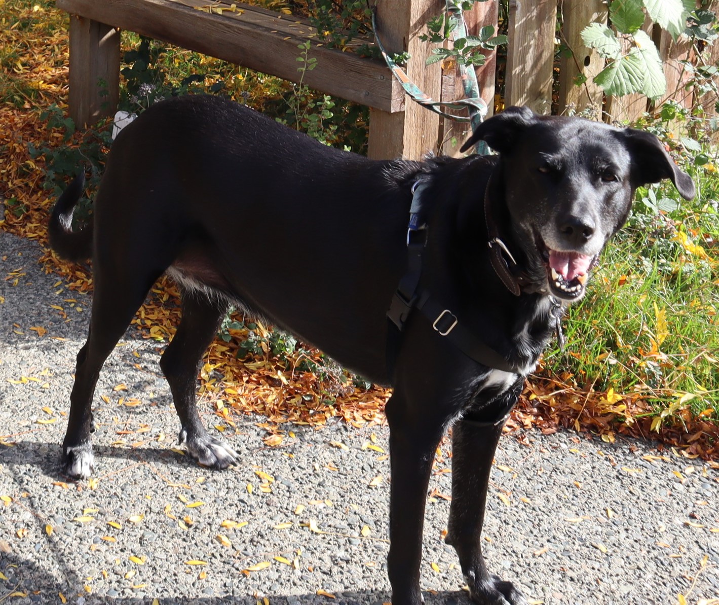 Enlarge Freya, a Adoptable mixed breed in MAPLE RIDGE, BC image 2/6