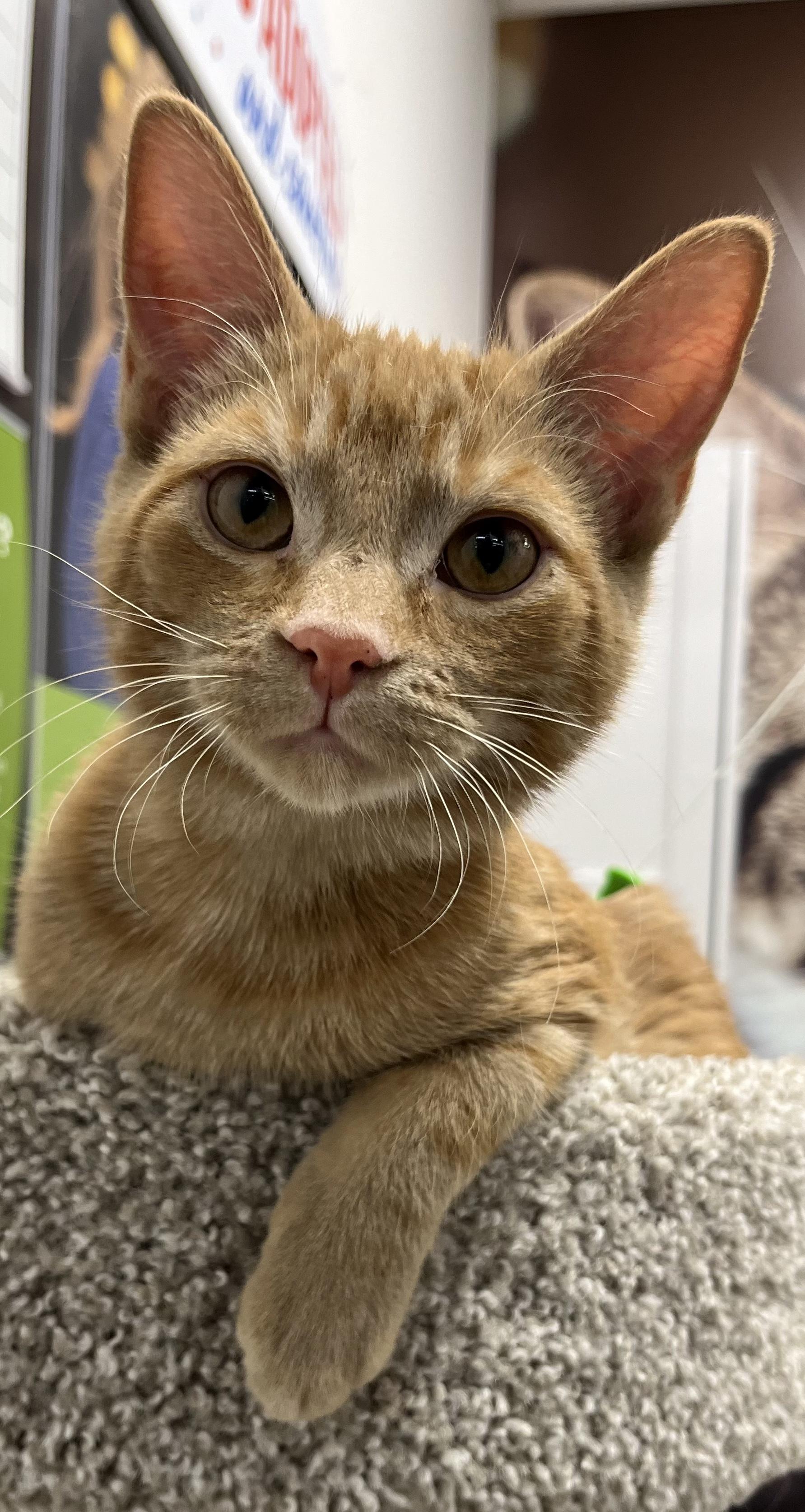 Enlarge Sahara, an adopted Domestic Short Hair in Pickering, ON image 1/3