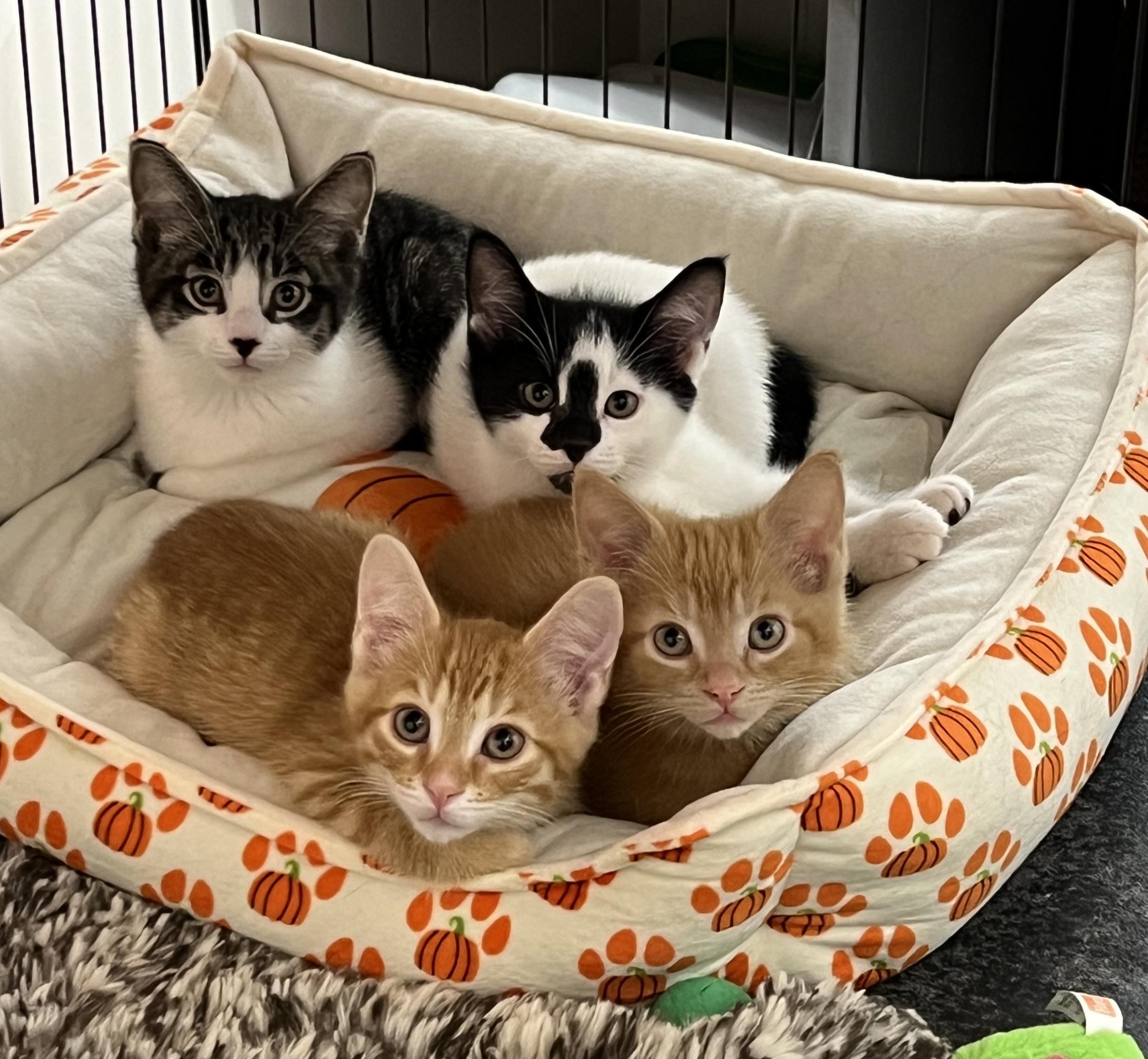 Sahara, Adoptable, Kitten Female Domestic Short Hair.