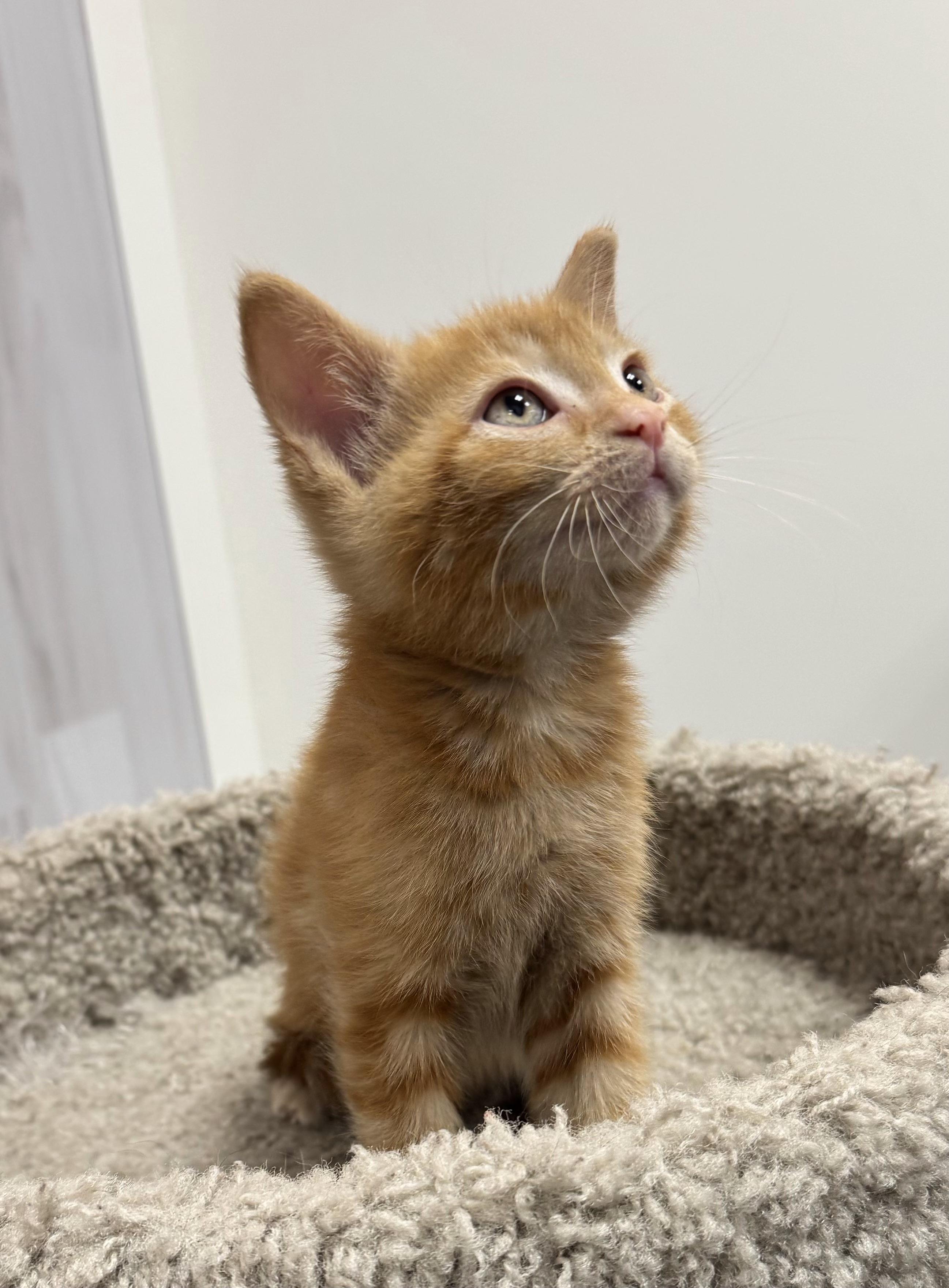 Sahara, a Adoptable Domestic Short Hair in Pickering, ON image 3/4