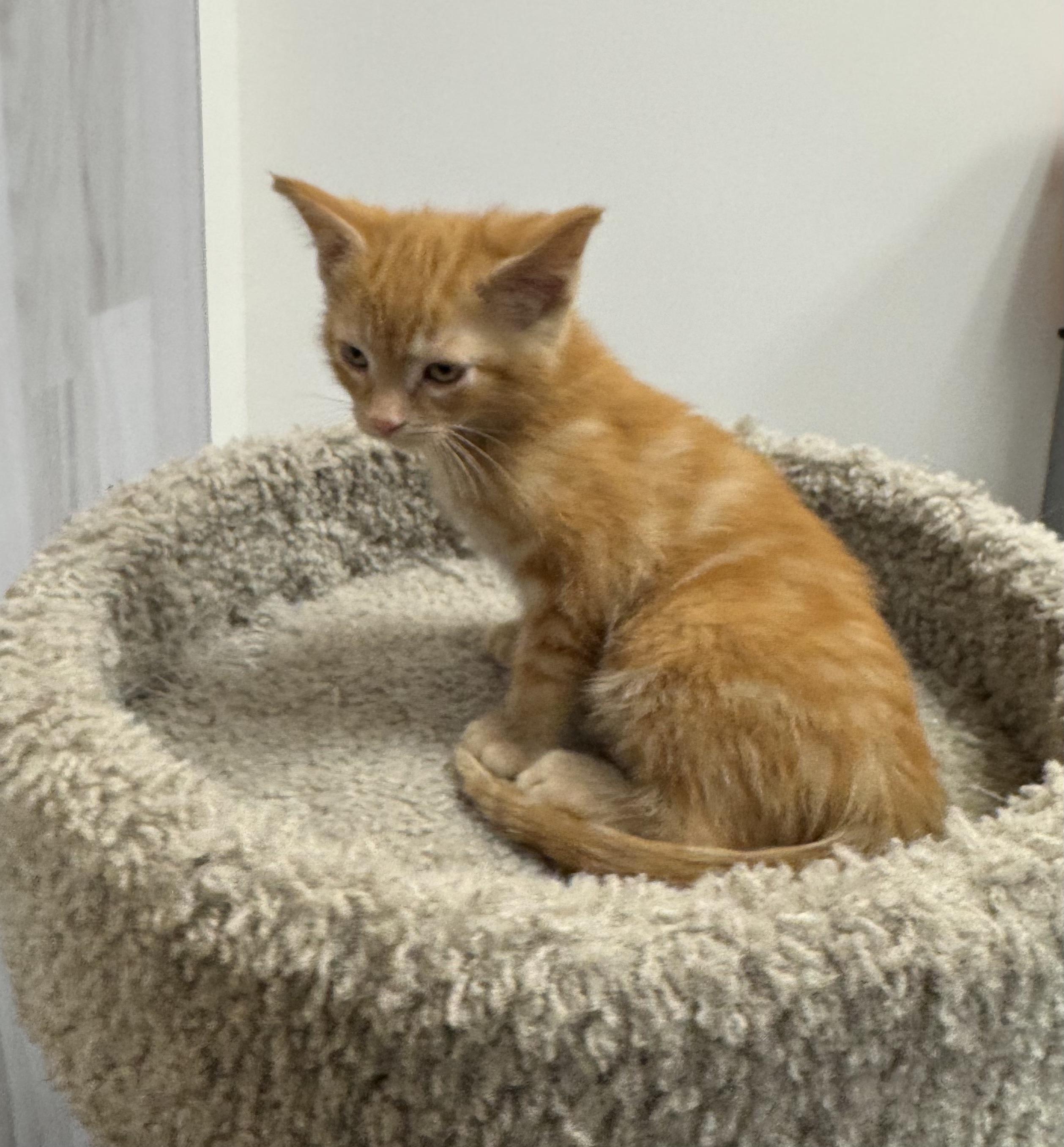 Sahara, a Adoptable Domestic Short Hair in Pickering, ON image 4/4