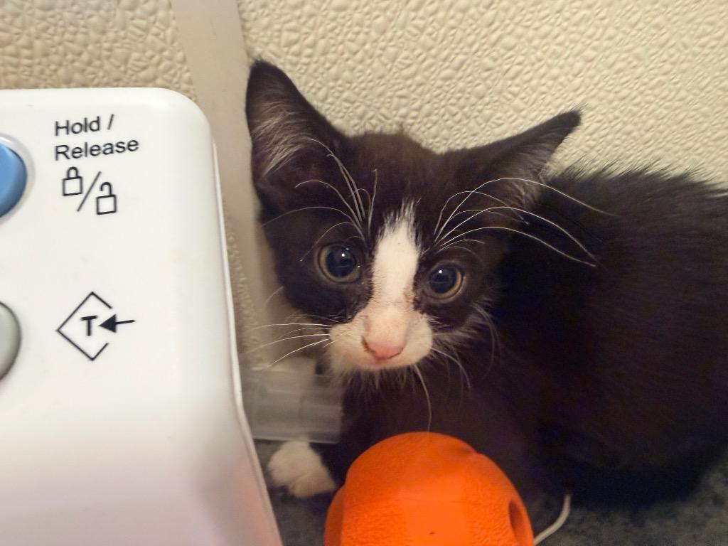 Newnan, Adoptable, Kitten Male Domestic Short Hair.