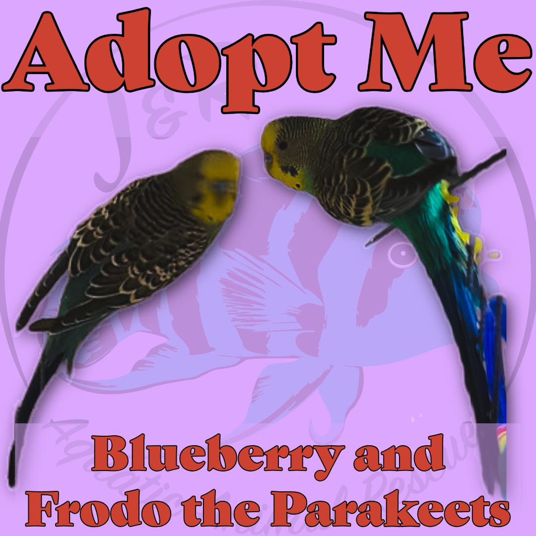Blueberry and Frodo the Parakeets, adopted, Adult Unknown Parakeet (Other).