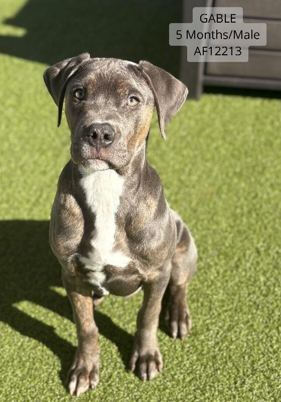 Gable, Adoptable, Young Male Pit Bull Terrier.