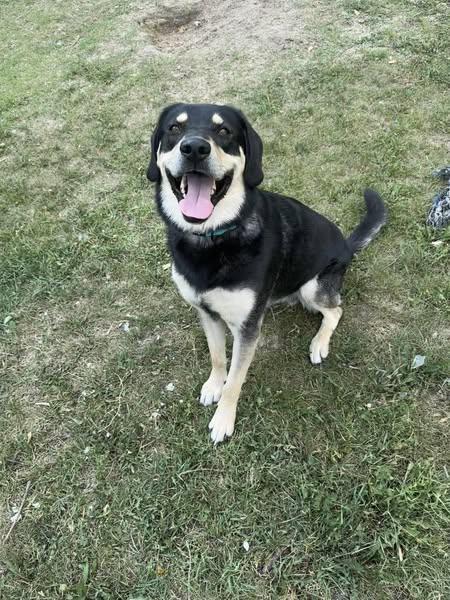 Comet, an adoptable German Shepherd Dog, Rottweiler in Winnipeg, MB, R2C 3A4 | Photo Image 1