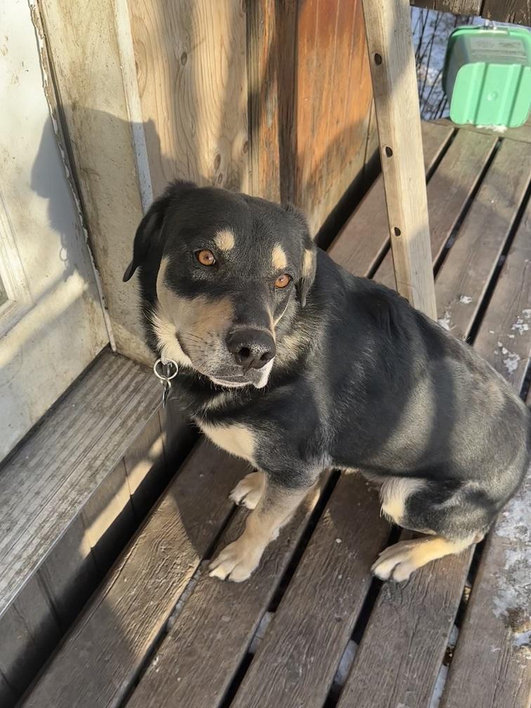 Comet, Adoptable, Adult Male German Shepherd Dog.