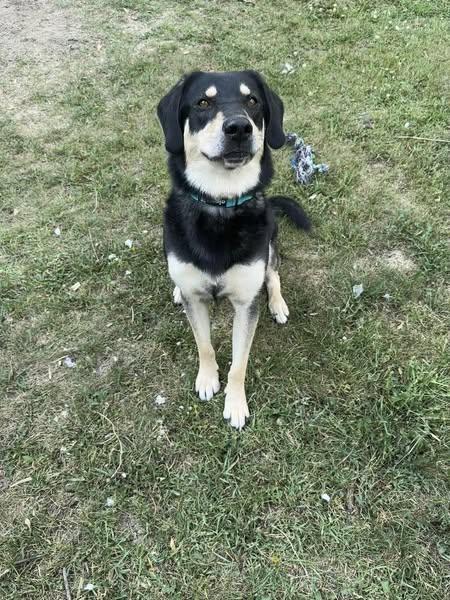 Comet, a Adoptable German Shepherd Dog in Winnipeg, MB image 3/4