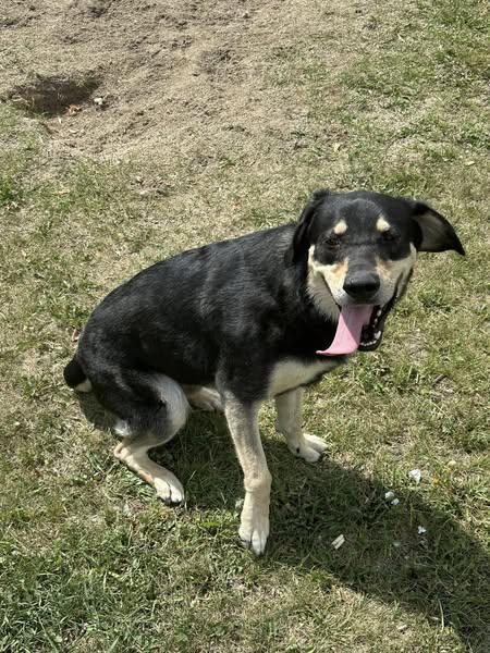 Comet, an adoptable German Shepherd Dog, Rottweiler in Winnipeg, MB, R2C 3A4 | Photo Image 3