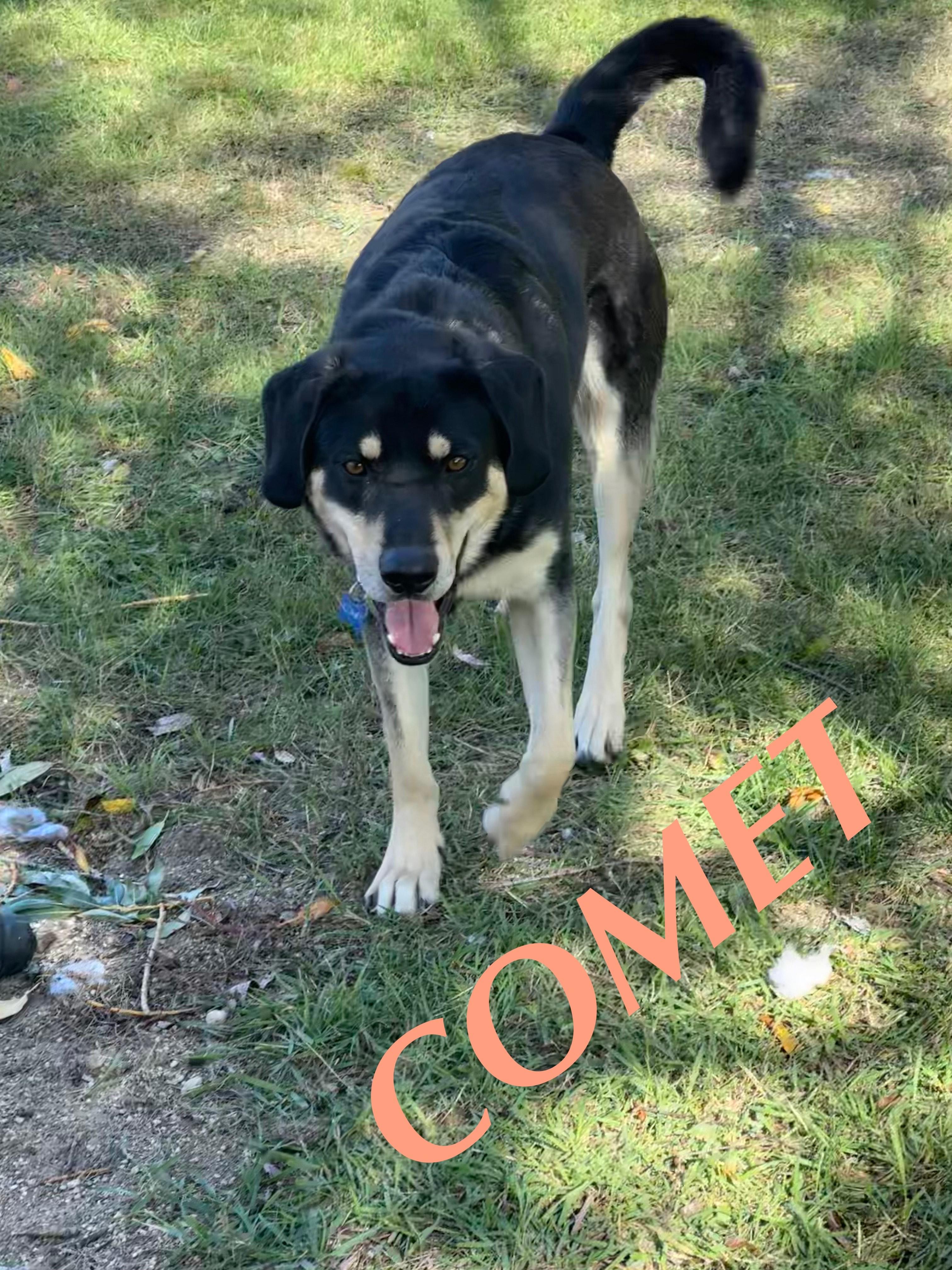 Comet, a Adoptable German Shepherd Dog in Winnipeg, MB image 1/4