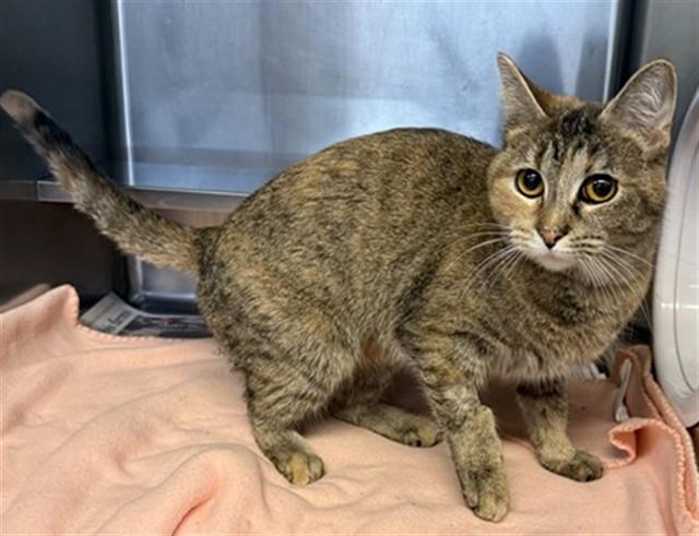 PIXIE, Adoptable, Young Female Domestic Short Hair.