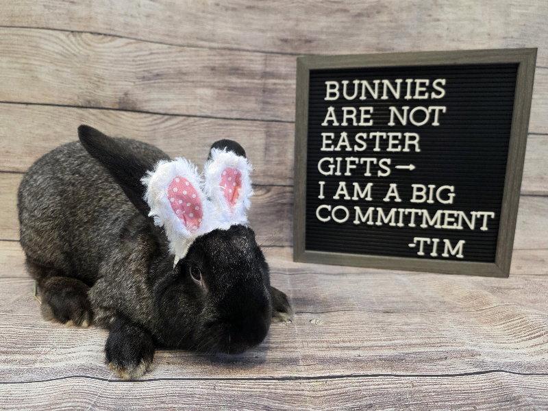 Tim, Adoptable, Adult Male Flemish Giant.