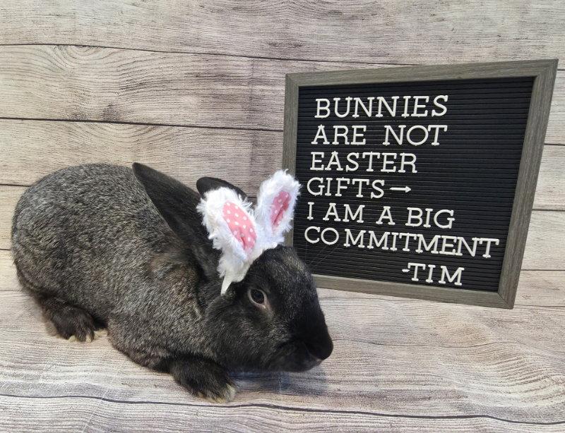 Enlarge Tim, a Adoptable Flemish Giant in Columbus, OH image 2/2