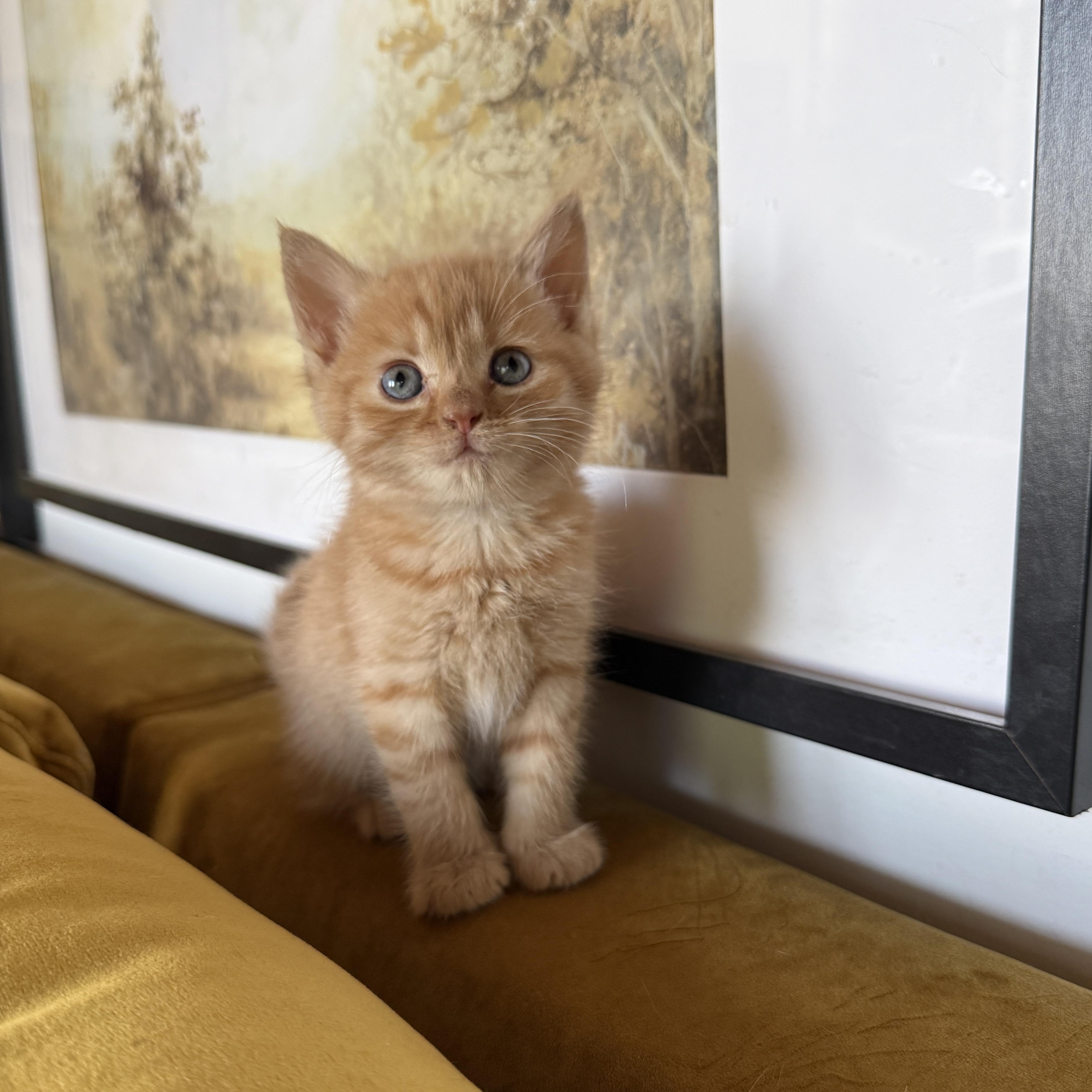 Sara, a Adoptable Domestic Medium Hair in Clyde, NC image 1/6