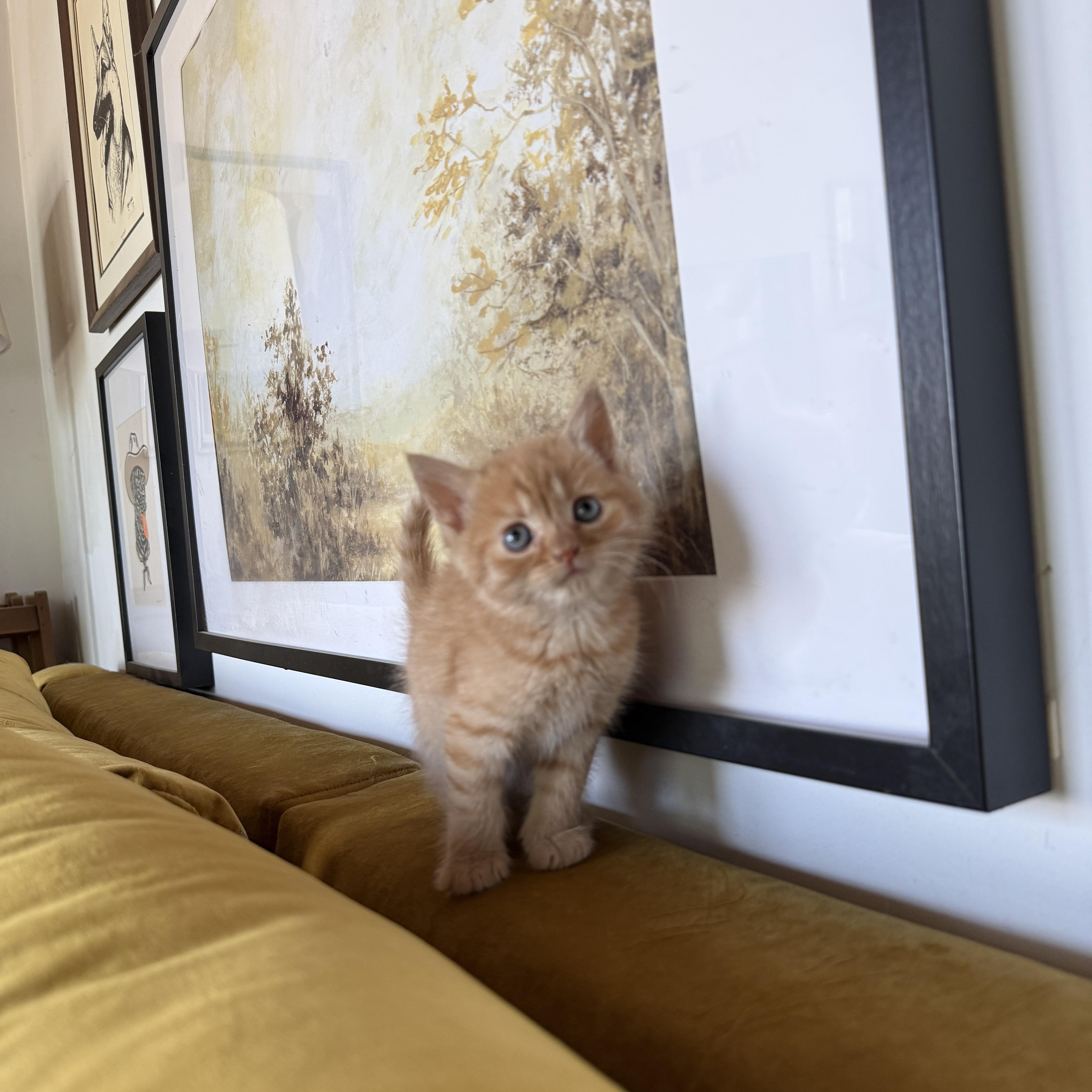 Sara, a Adoptable Domestic Medium Hair in Clyde, NC image 2/6