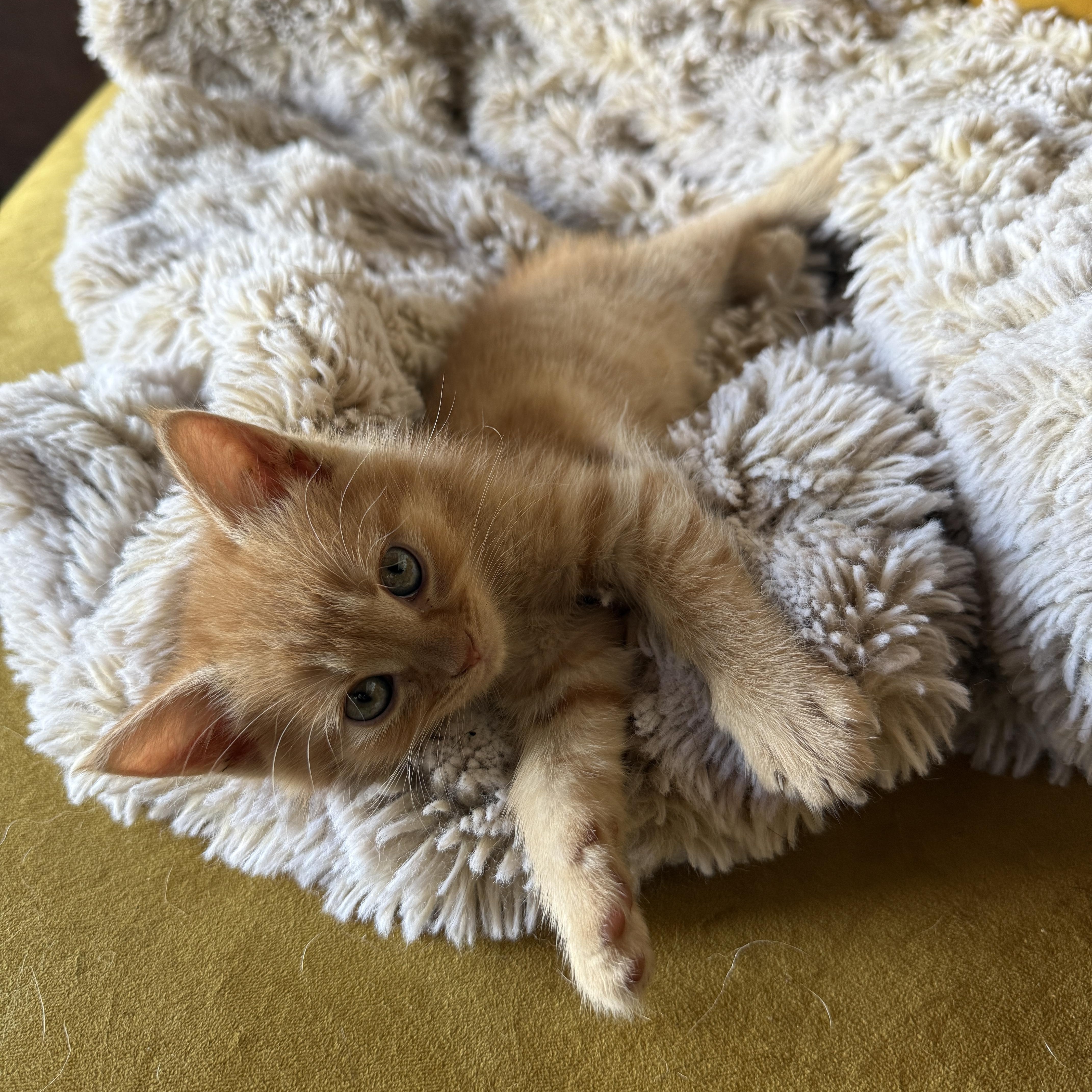 Sara, a Adoptable Domestic Medium Hair in Clyde, NC image 3/6