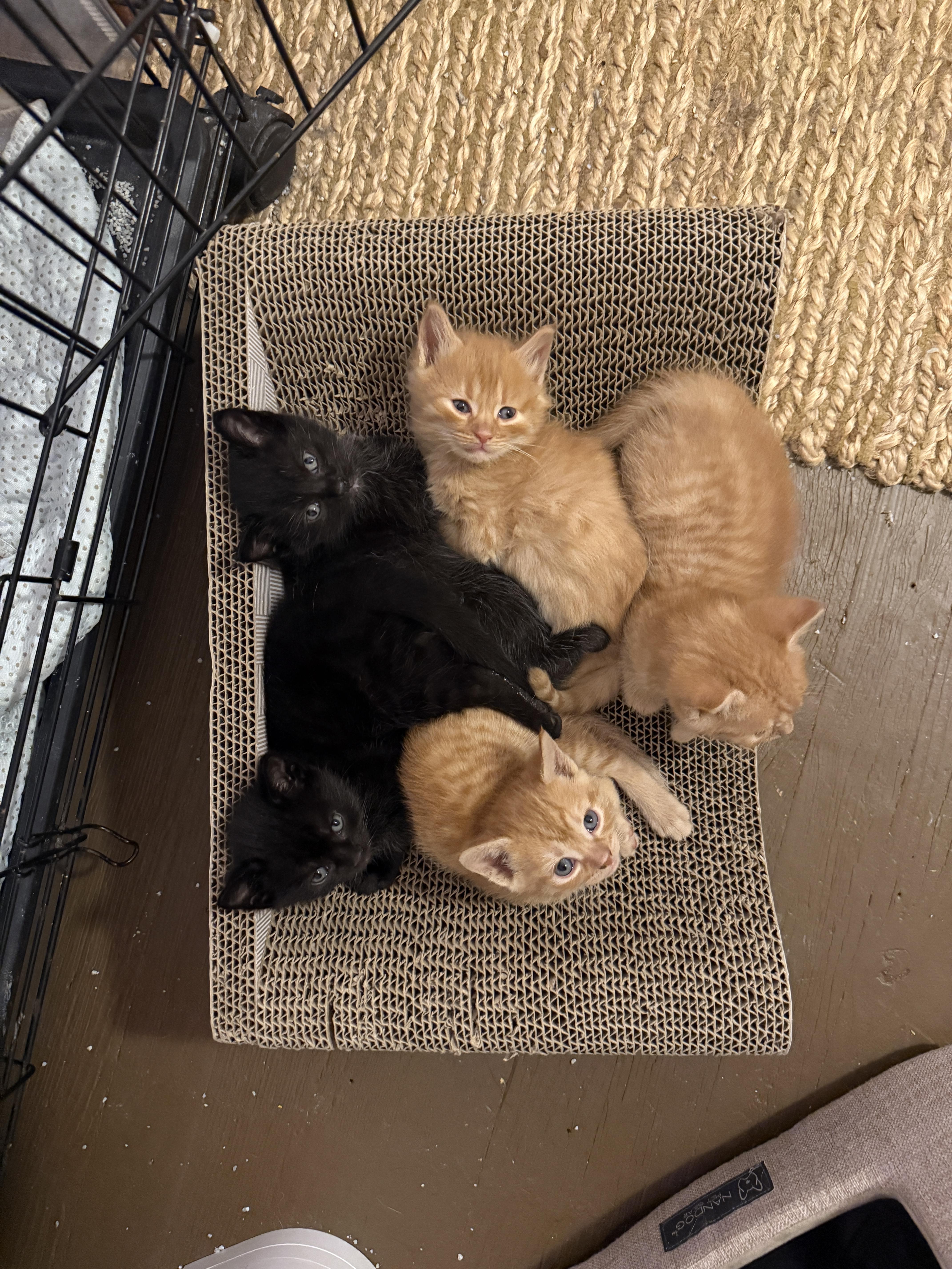 Sara, a Adoptable Domestic Medium Hair in Clyde, NC image 5/6