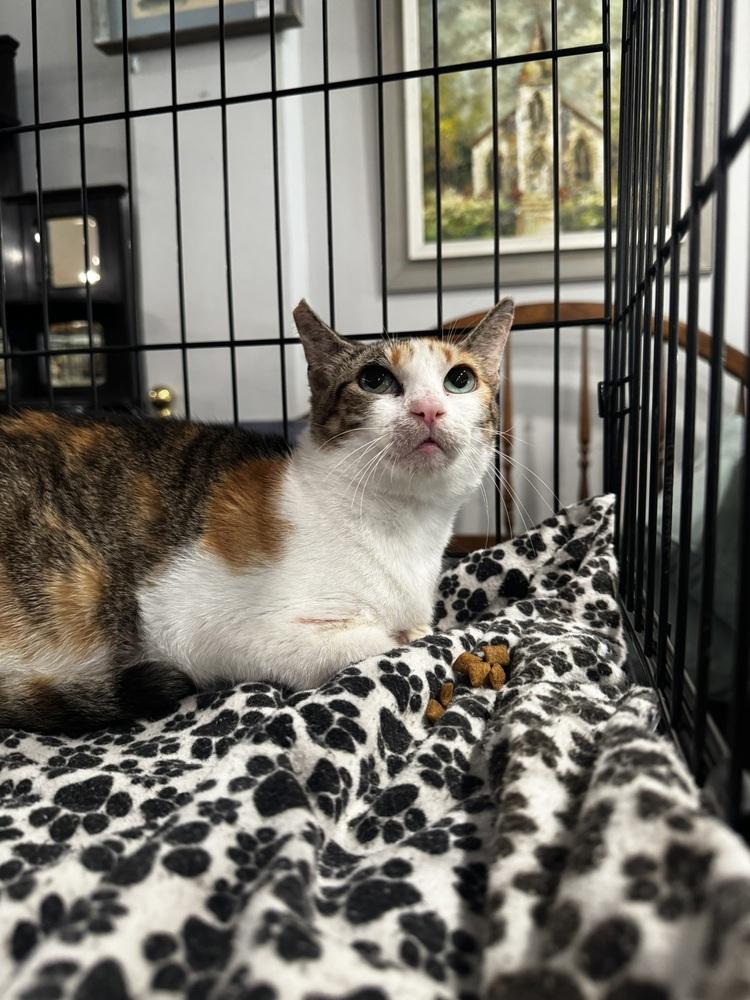 Lia, a Adoptable Domestic Short Hair in Saint Augustine, FL image 3/3