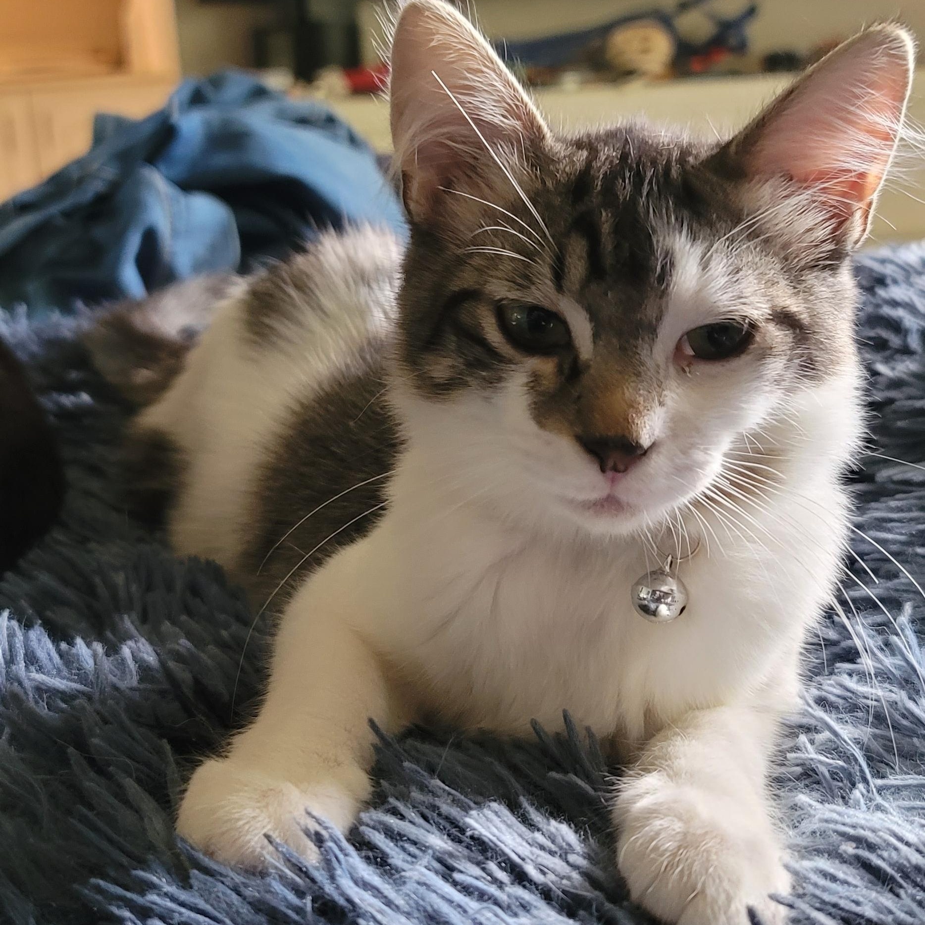Enlarge Lorenzo, a Adoptable Domestic Medium Hair in Orlando, FL image 2/5