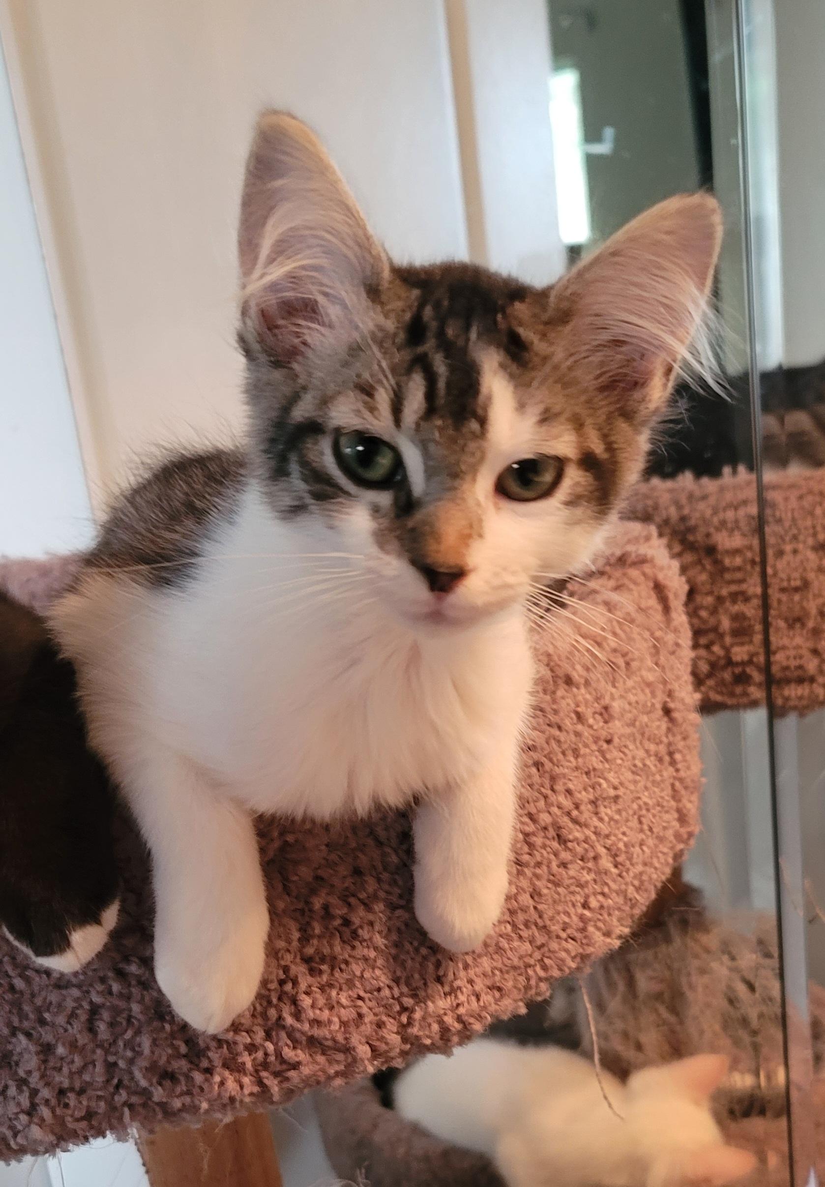 Enlarge Lorenzo, a Adoptable Domestic Medium Hair in Orlando, FL image 5/5